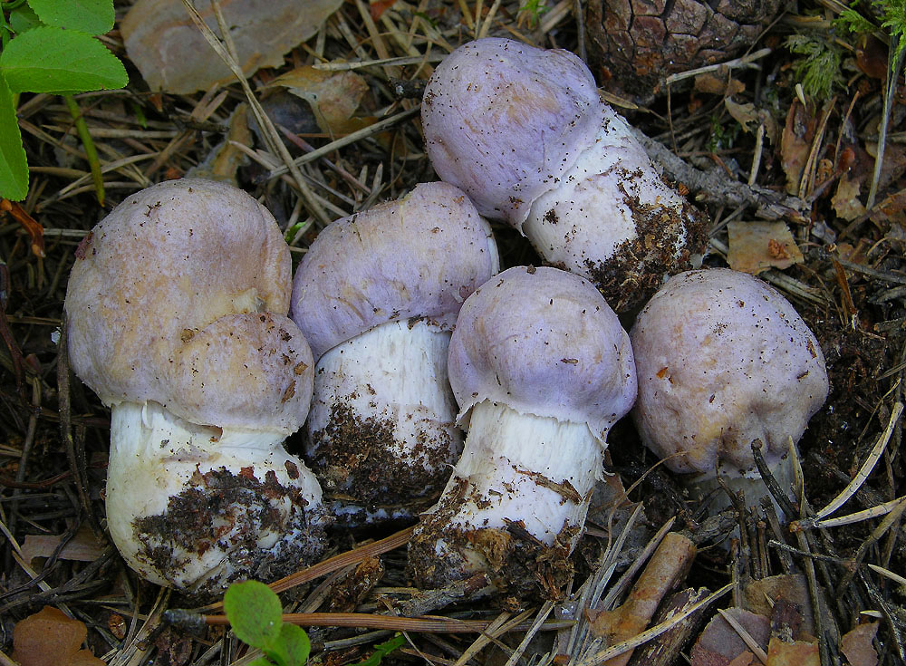 Cortinarius caperatus (Pers.) Fr